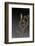 Mantis Religiosa (Praying Mantis) - Larva-Paul Starosta-Framed Photographic Print