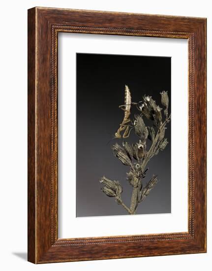 Mantis Religiosa (Praying Mantis) - Larva-Paul Starosta-Framed Photographic Print