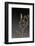 Mantis Religiosa (Praying Mantis) - Larva-Paul Starosta-Framed Photographic Print