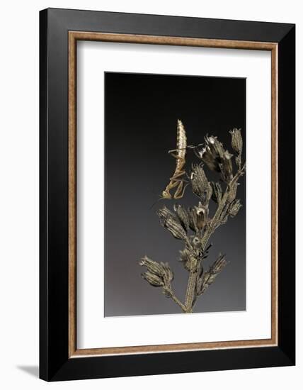 Mantis Religiosa (Praying Mantis) - Larva-Paul Starosta-Framed Photographic Print