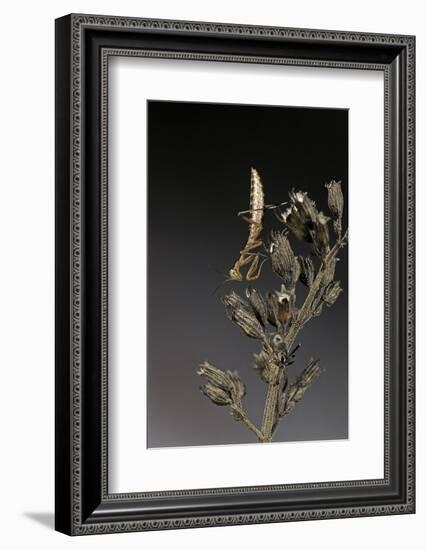 Mantis Religiosa (Praying Mantis) - Larva-Paul Starosta-Framed Photographic Print