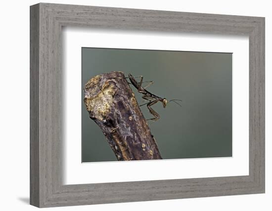 Mantis Religiosa (Praying Mantis) - Larva-Paul Starosta-Framed Photographic Print