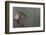 Mantis Religiosa (Praying Mantis) - Larva-Paul Starosta-Framed Photographic Print