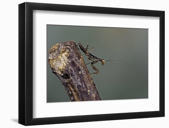 Mantis Religiosa (Praying Mantis) - Larva-Paul Starosta-Framed Photographic Print