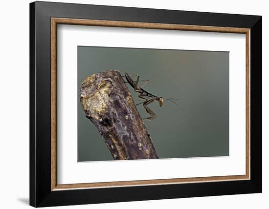 Mantis Religiosa (Praying Mantis) - Larva-Paul Starosta-Framed Photographic Print