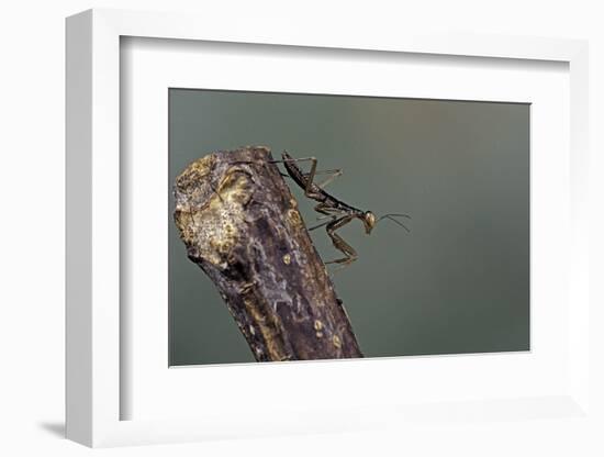 Mantis Religiosa (Praying Mantis) - Larva-Paul Starosta-Framed Photographic Print