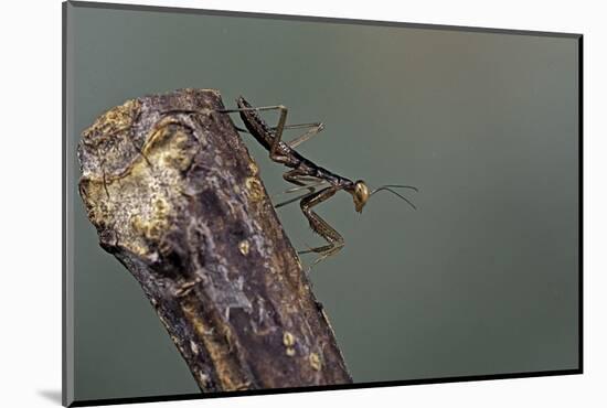 Mantis Religiosa (Praying Mantis) - Larva-Paul Starosta-Mounted Photographic Print