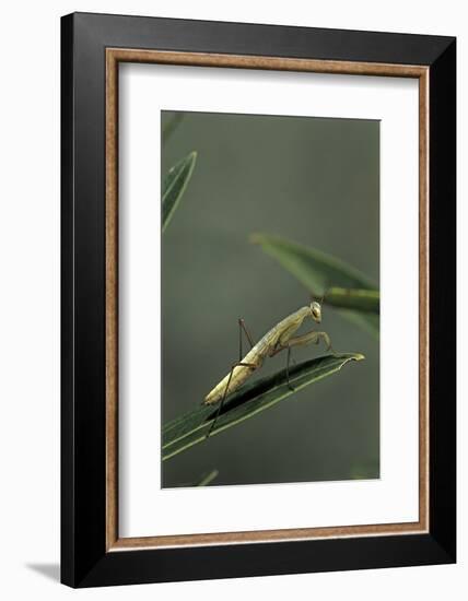 Mantis Religiosa (Praying Mantis) - Larva-Paul Starosta-Framed Photographic Print