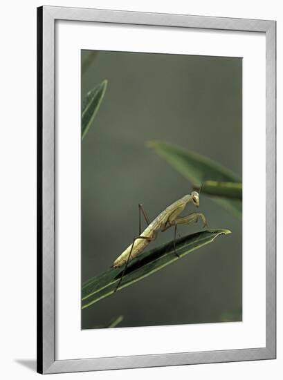 Mantis Religiosa (Praying Mantis) - Larva-Paul Starosta-Framed Photographic Print