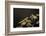 Mantis Religiosa (Praying Mantis) - Larva-Paul Starosta-Framed Photographic Print