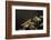 Mantis Religiosa (Praying Mantis) - Larva-Paul Starosta-Framed Photographic Print