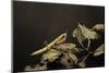 Mantis Religiosa (Praying Mantis) - Larva-Paul Starosta-Mounted Photographic Print