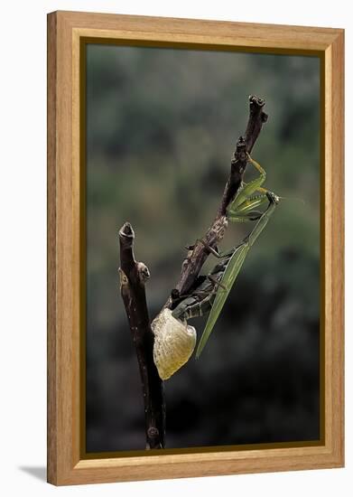 Mantis Religiosa (Praying Mantis) - Laying-Paul Starosta-Framed Premier Image Canvas