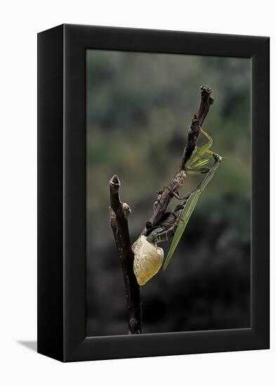 Mantis Religiosa (Praying Mantis) - Laying-Paul Starosta-Framed Premier Image Canvas