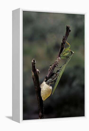 Mantis Religiosa (Praying Mantis) - Laying-Paul Starosta-Framed Premier Image Canvas