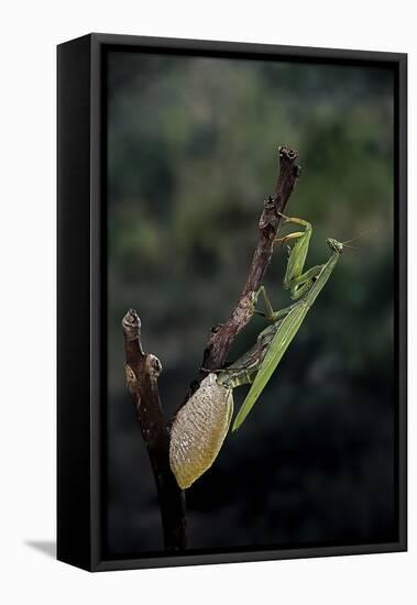 Mantis Religiosa (Praying Mantis) - Laying-Paul Starosta-Framed Premier Image Canvas