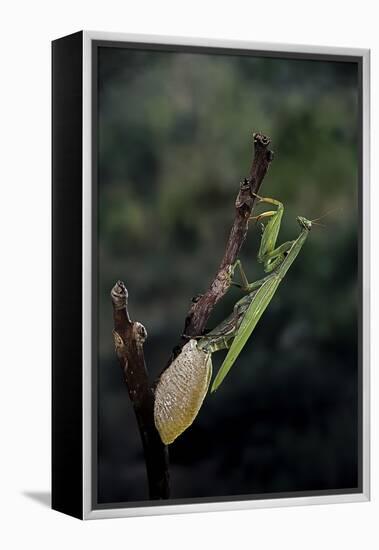 Mantis Religiosa (Praying Mantis) - Laying-Paul Starosta-Framed Premier Image Canvas