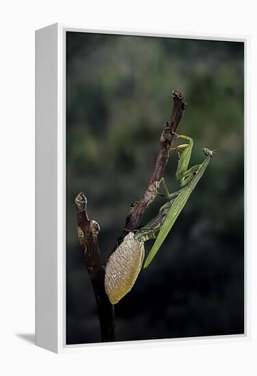 Mantis Religiosa (Praying Mantis) - Laying-Paul Starosta-Framed Premier Image Canvas