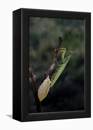 Mantis Religiosa (Praying Mantis) - Laying-Paul Starosta-Framed Premier Image Canvas