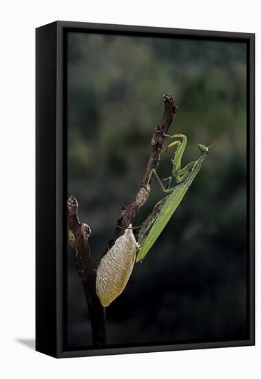 Mantis Religiosa (Praying Mantis) - Laying-Paul Starosta-Framed Premier Image Canvas