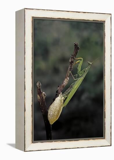 Mantis Religiosa (Praying Mantis) - Laying-Paul Starosta-Framed Premier Image Canvas