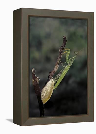 Mantis Religiosa (Praying Mantis) - Laying-Paul Starosta-Framed Premier Image Canvas