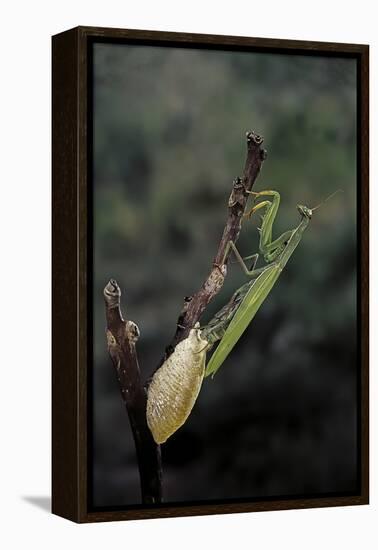 Mantis Religiosa (Praying Mantis) - Laying-Paul Starosta-Framed Premier Image Canvas