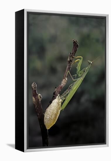 Mantis Religiosa (Praying Mantis) - Laying-Paul Starosta-Framed Premier Image Canvas