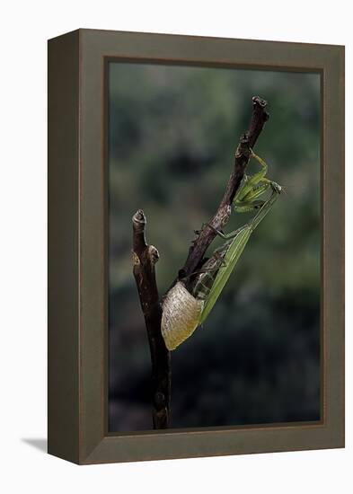 Mantis Religiosa (Praying Mantis) - Laying-Paul Starosta-Framed Premier Image Canvas