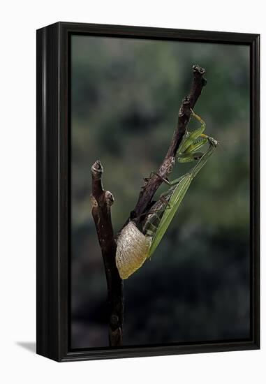 Mantis Religiosa (Praying Mantis) - Laying-Paul Starosta-Framed Premier Image Canvas