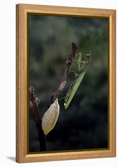 Mantis Religiosa (Praying Mantis) - Laying-Paul Starosta-Framed Premier Image Canvas