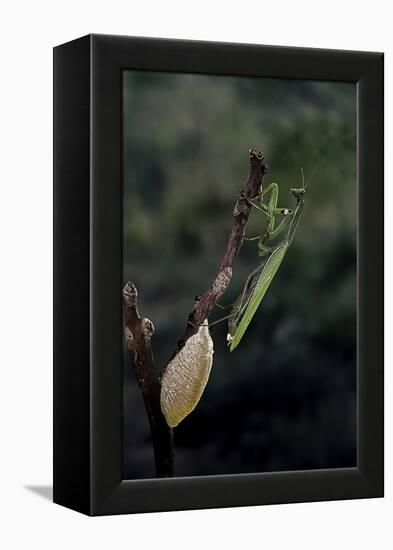 Mantis Religiosa (Praying Mantis) - Laying-Paul Starosta-Framed Premier Image Canvas