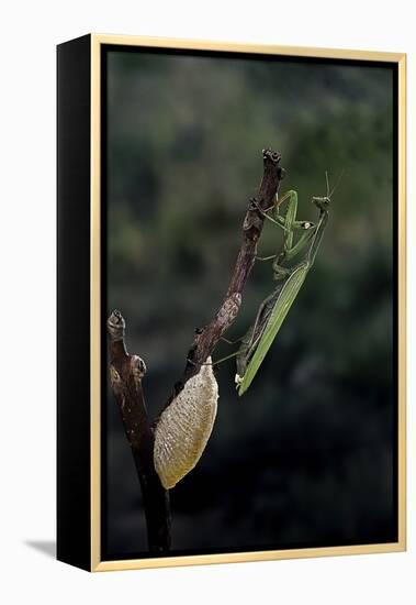 Mantis Religiosa (Praying Mantis) - Laying-Paul Starosta-Framed Premier Image Canvas