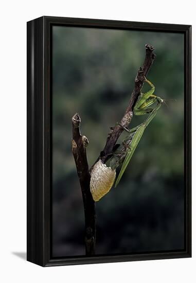 Mantis Religiosa (Praying Mantis) - Laying-Paul Starosta-Framed Premier Image Canvas