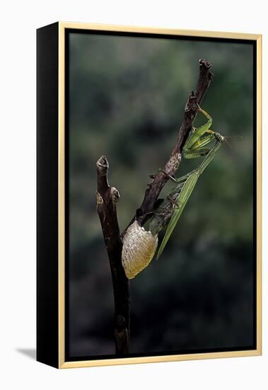 Mantis Religiosa (Praying Mantis) - Laying-Paul Starosta-Framed Premier Image Canvas