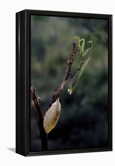 Mantis Religiosa (Praying Mantis) - Laying-Paul Starosta-Framed Premier Image Canvas