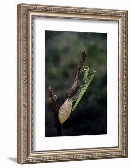 Mantis Religiosa (Praying Mantis) - Laying-Paul Starosta-Framed Photographic Print