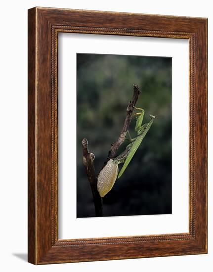 Mantis Religiosa (Praying Mantis) - Laying-Paul Starosta-Framed Photographic Print