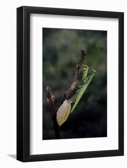 Mantis Religiosa (Praying Mantis) - Laying-Paul Starosta-Framed Photographic Print