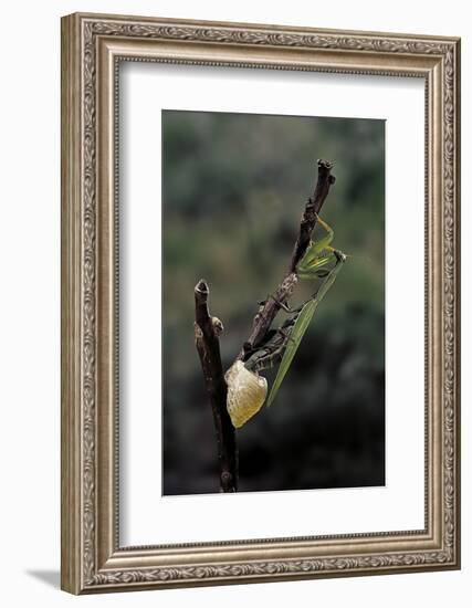 Mantis Religiosa (Praying Mantis) - Laying-Paul Starosta-Framed Photographic Print