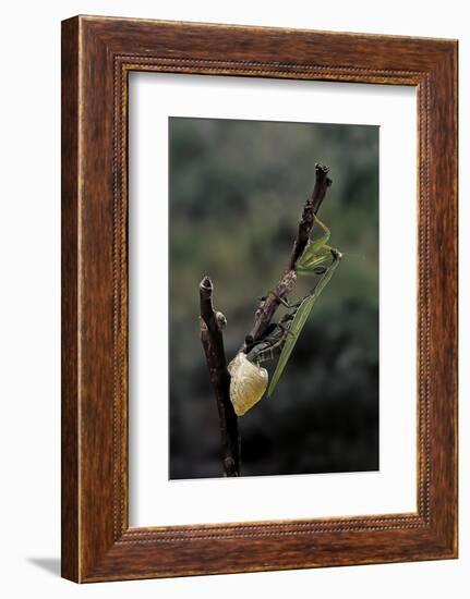 Mantis Religiosa (Praying Mantis) - Laying-Paul Starosta-Framed Photographic Print