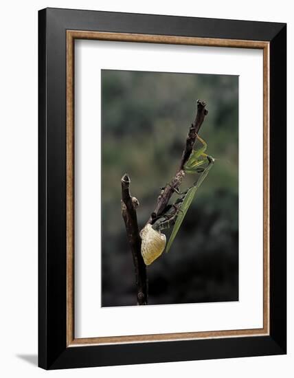 Mantis Religiosa (Praying Mantis) - Laying-Paul Starosta-Framed Photographic Print