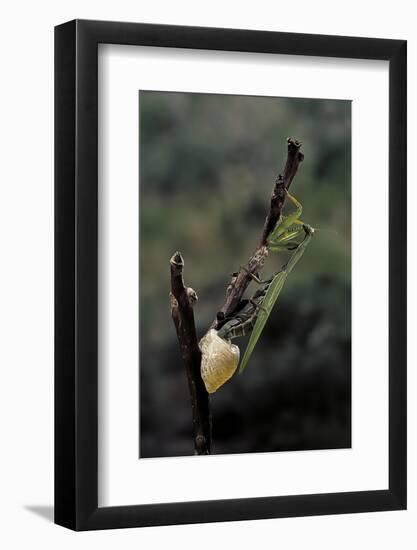 Mantis Religiosa (Praying Mantis) - Laying-Paul Starosta-Framed Photographic Print