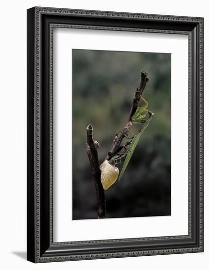 Mantis Religiosa (Praying Mantis) - Laying-Paul Starosta-Framed Photographic Print