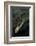 Mantis Religiosa (Praying Mantis) - Laying-Paul Starosta-Framed Photographic Print