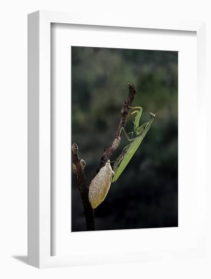 Mantis Religiosa (Praying Mantis) - Laying-Paul Starosta-Framed Photographic Print