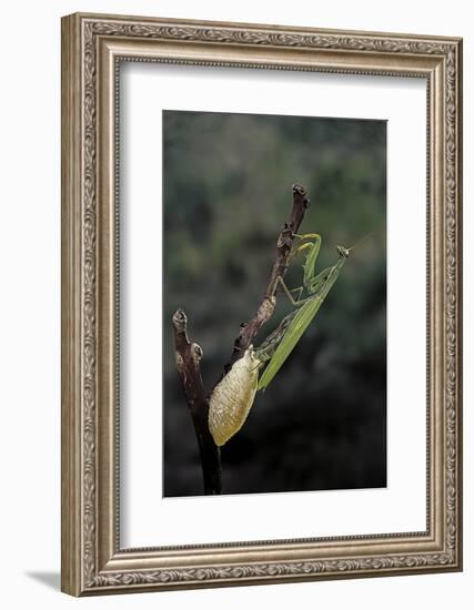 Mantis Religiosa (Praying Mantis) - Laying-Paul Starosta-Framed Photographic Print