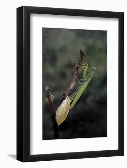 Mantis Religiosa (Praying Mantis) - Laying-Paul Starosta-Framed Photographic Print