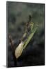 Mantis Religiosa (Praying Mantis) - Laying-Paul Starosta-Mounted Photographic Print