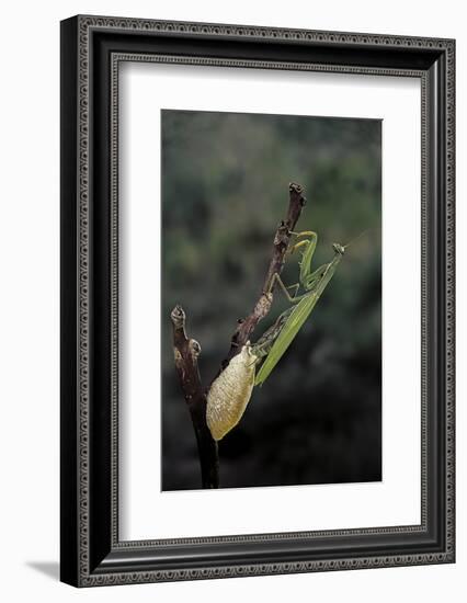 Mantis Religiosa (Praying Mantis) - Laying-Paul Starosta-Framed Photographic Print